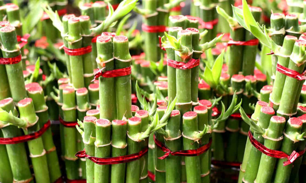 bambu japones