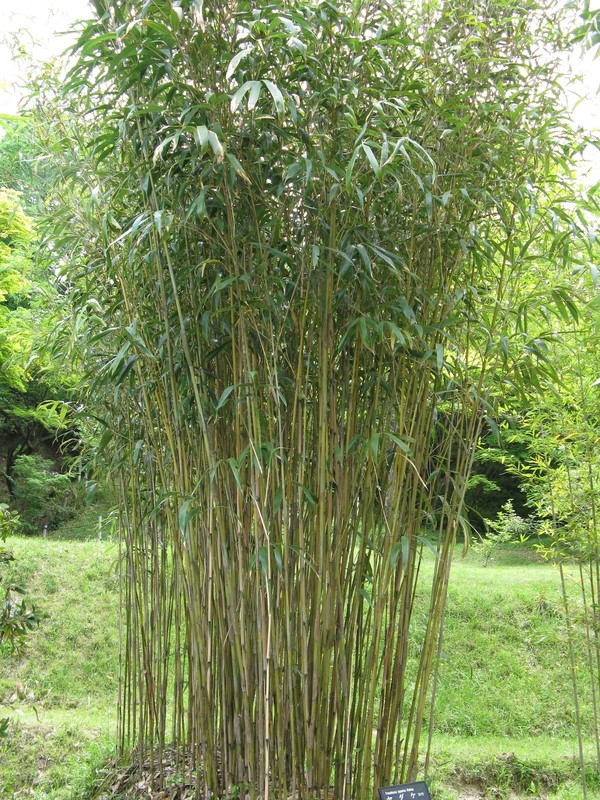 erros comuns ao plantar bambu japonês