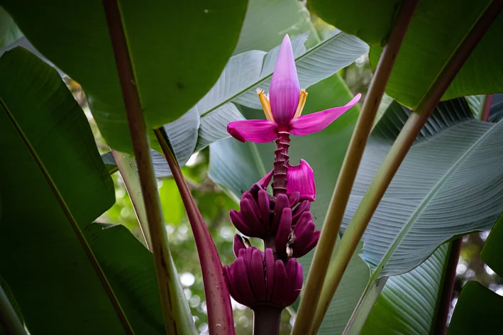 melhores tipos de bananeira para jardim