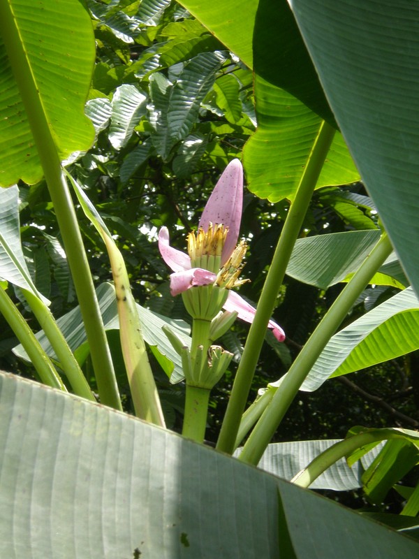 melhores bananeiras ornamentais para jardim pequeno