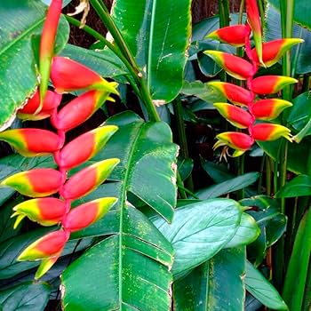 custo médio muda bananeira ornamental