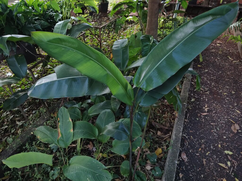 bananeira ornamental