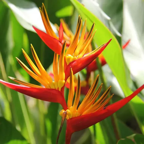 melhores bananeiras ornamentais para jardim pequeno