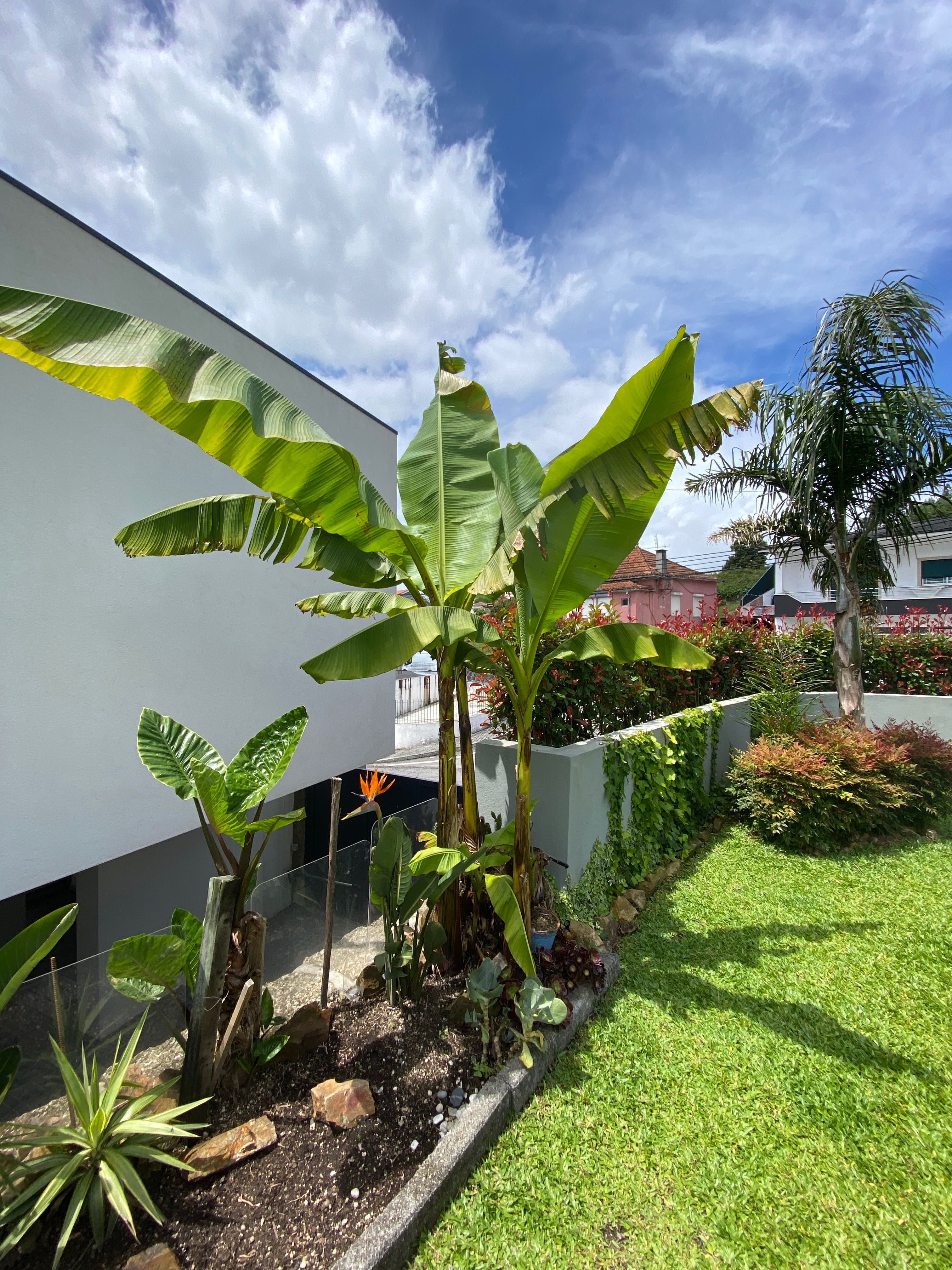 custo médio muda bananeira ornamental