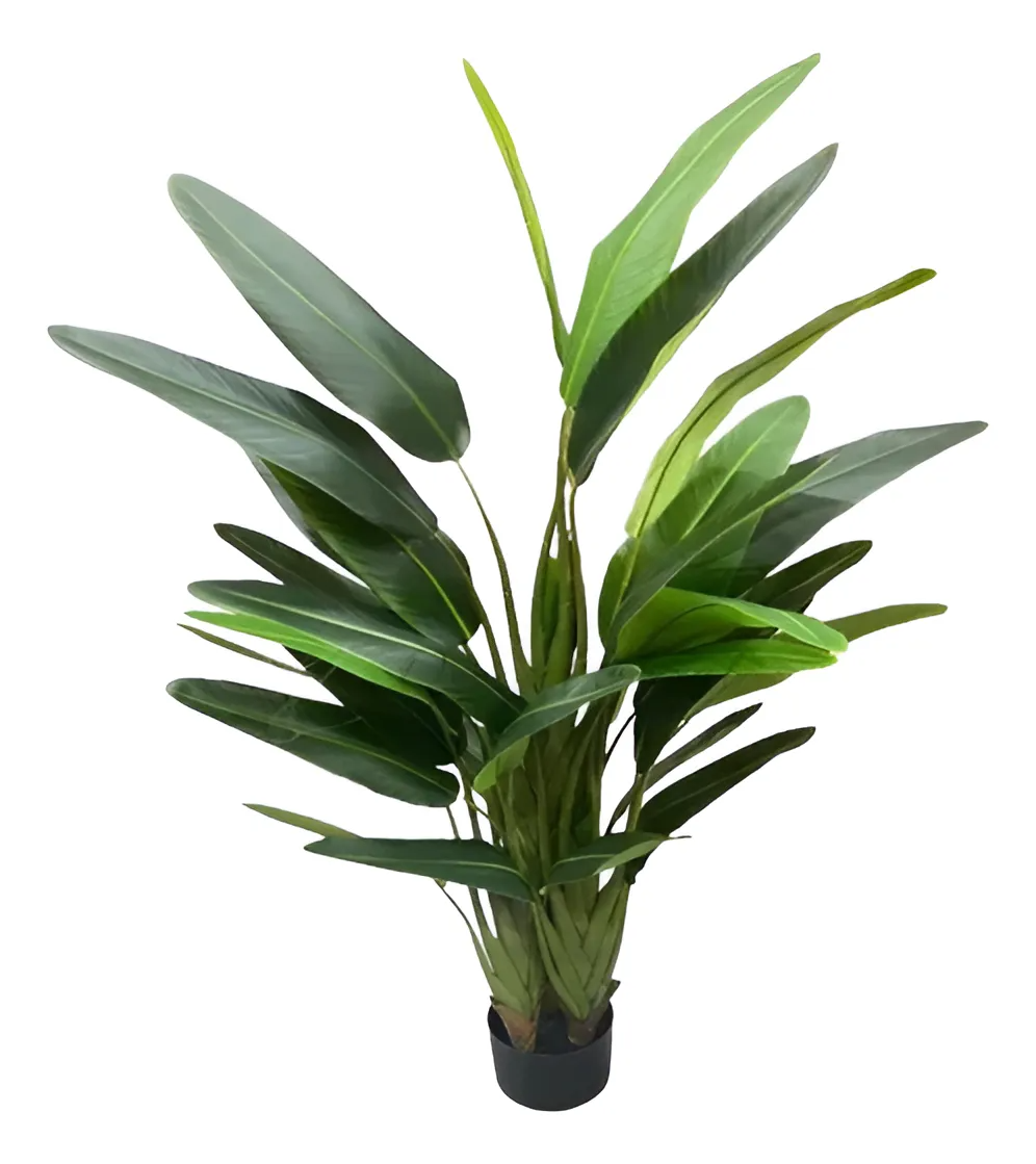 bananeira ornamental