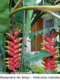 melhores bananeiras ornamentais para jardim pequeno