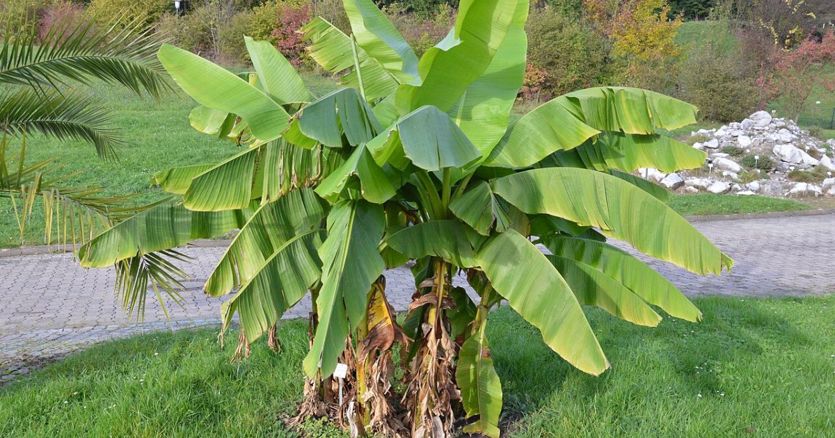 bananeira ornamental vs bananeira comum qual escolher