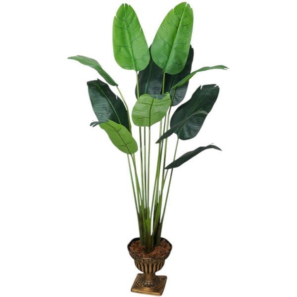 musa ornata cultivo passo a passo