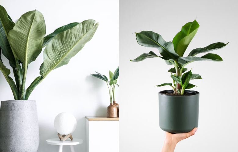 erros comuns ao cuidar de bananeira ornamental em vaso