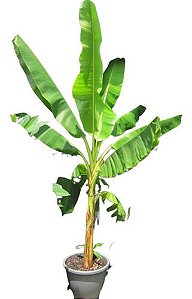 bananeira ornamental vs bananeira comum qual escolher