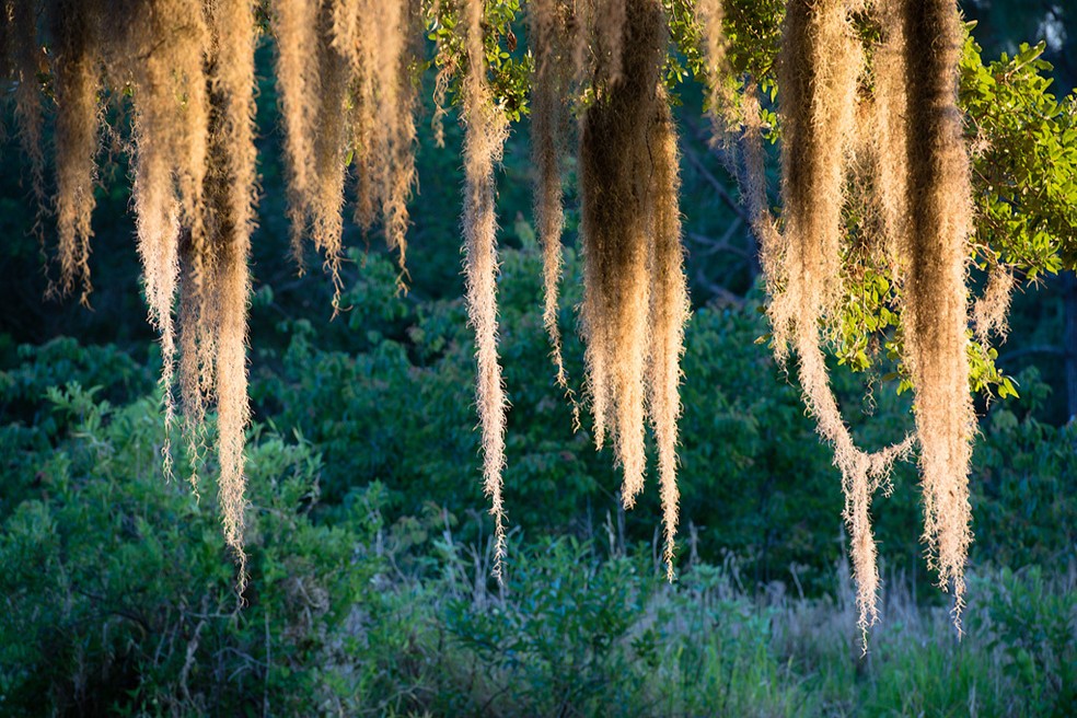 barba de velho inspiração decoração
