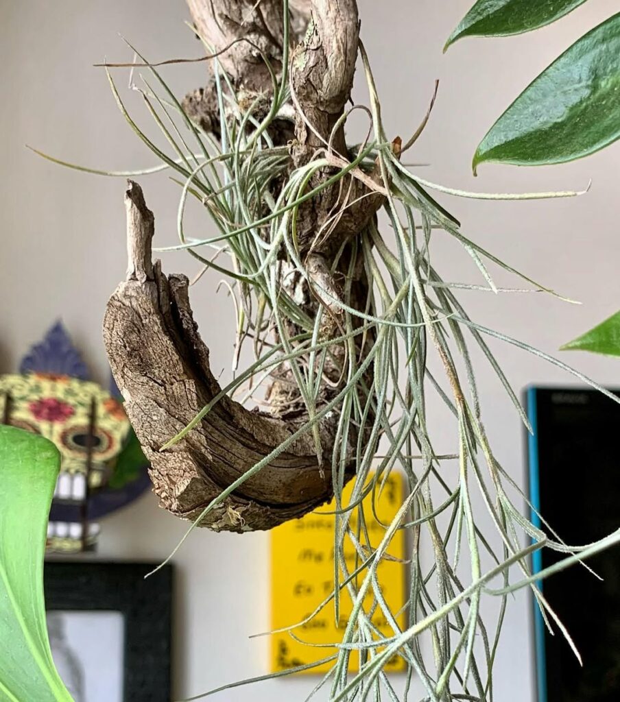 barba de velho inspiração decoração