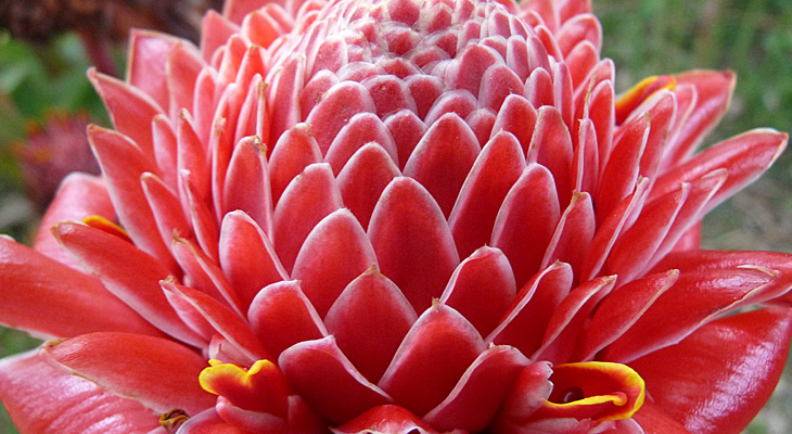 Cultivo de plantas tropicais