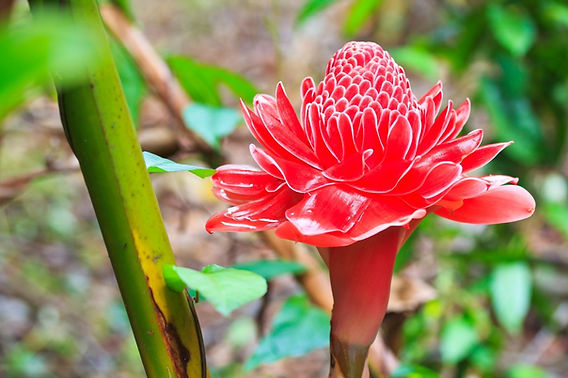 Plantas exóticas para jardim