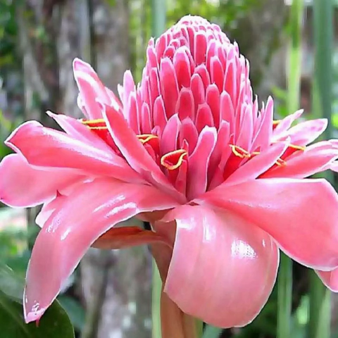 Etlingera fulgens