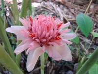 Flor-da-redenção cuidados
