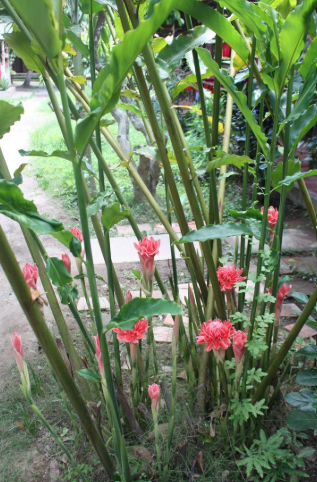 Gengibre-tocha cultivo