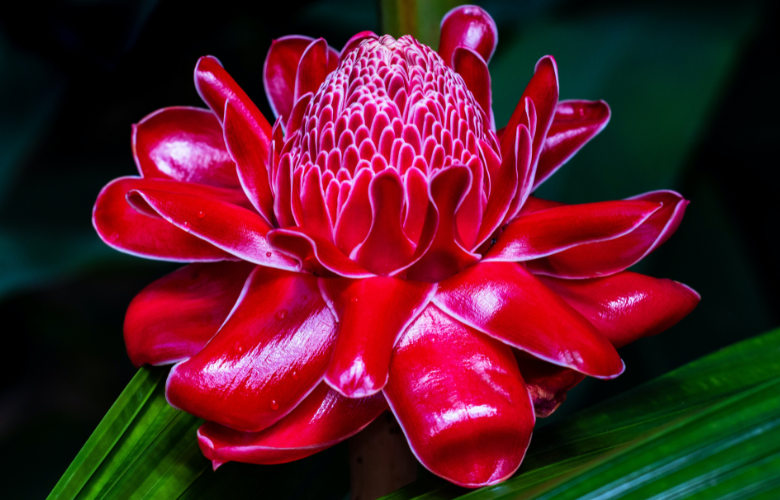Flor-da-redenção cuidados