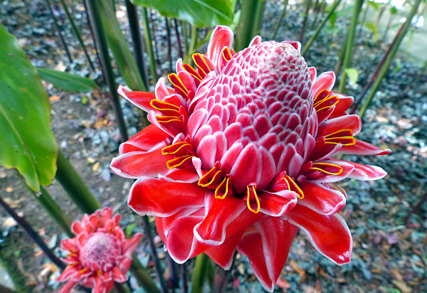 Rosa-de-porcelana preço