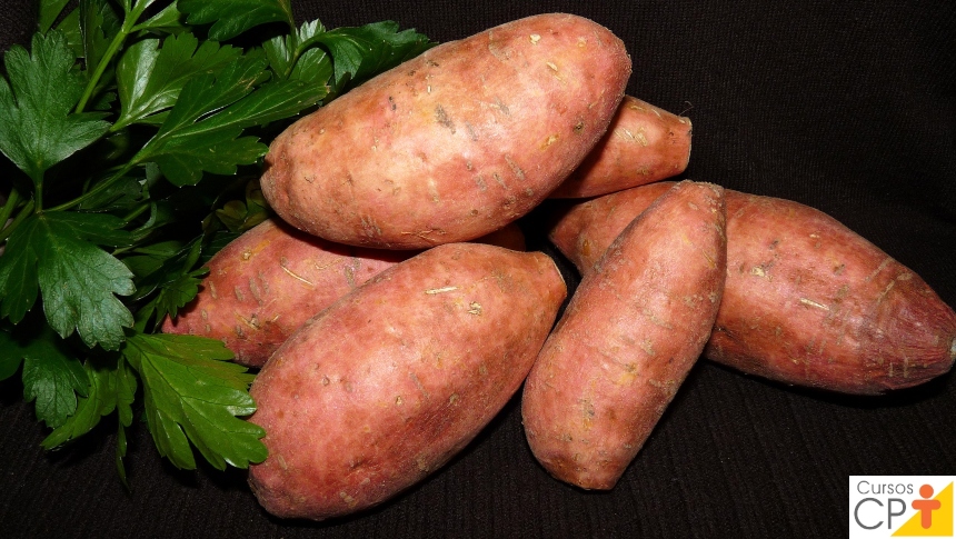 batata doce alaranjada