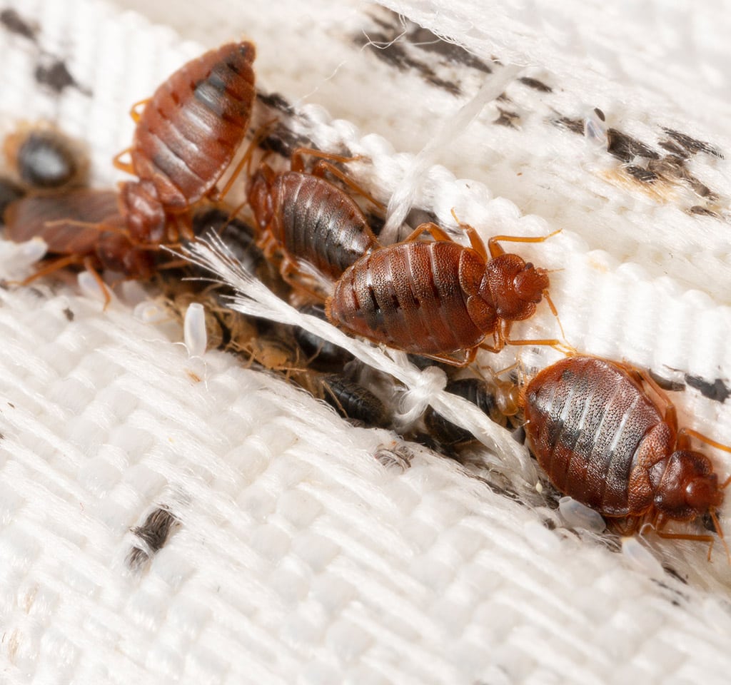 bed bugs