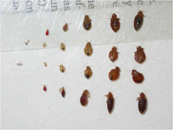 como identificar sinais de bed bugs em casa