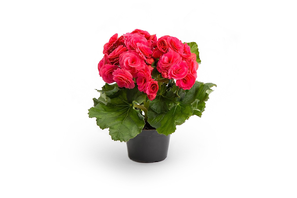 Begônia semperflorens