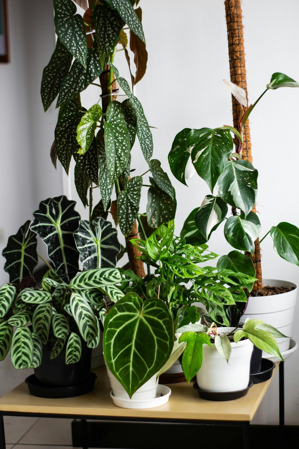 begonia maculata ideias de decoração para sala