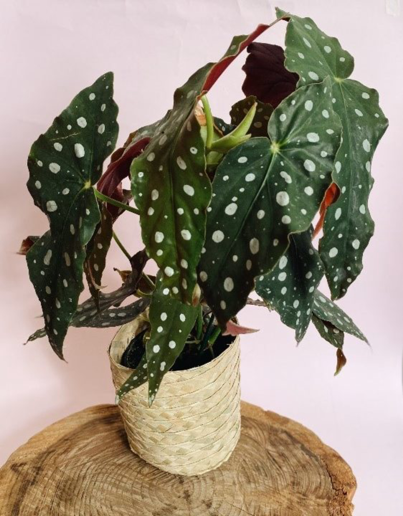 erros comuns ao cuidar de begonia maculata