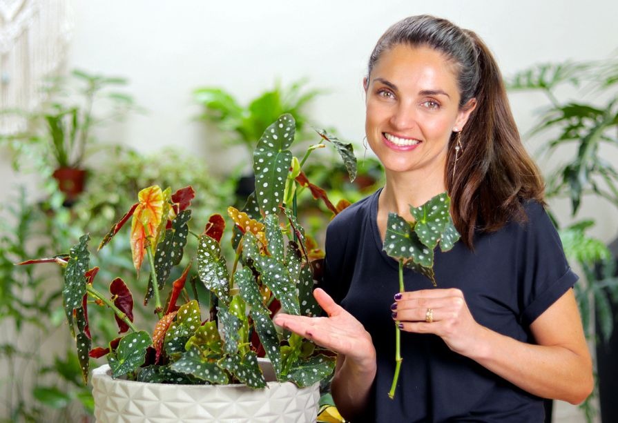 Begônia maculata toxicidade