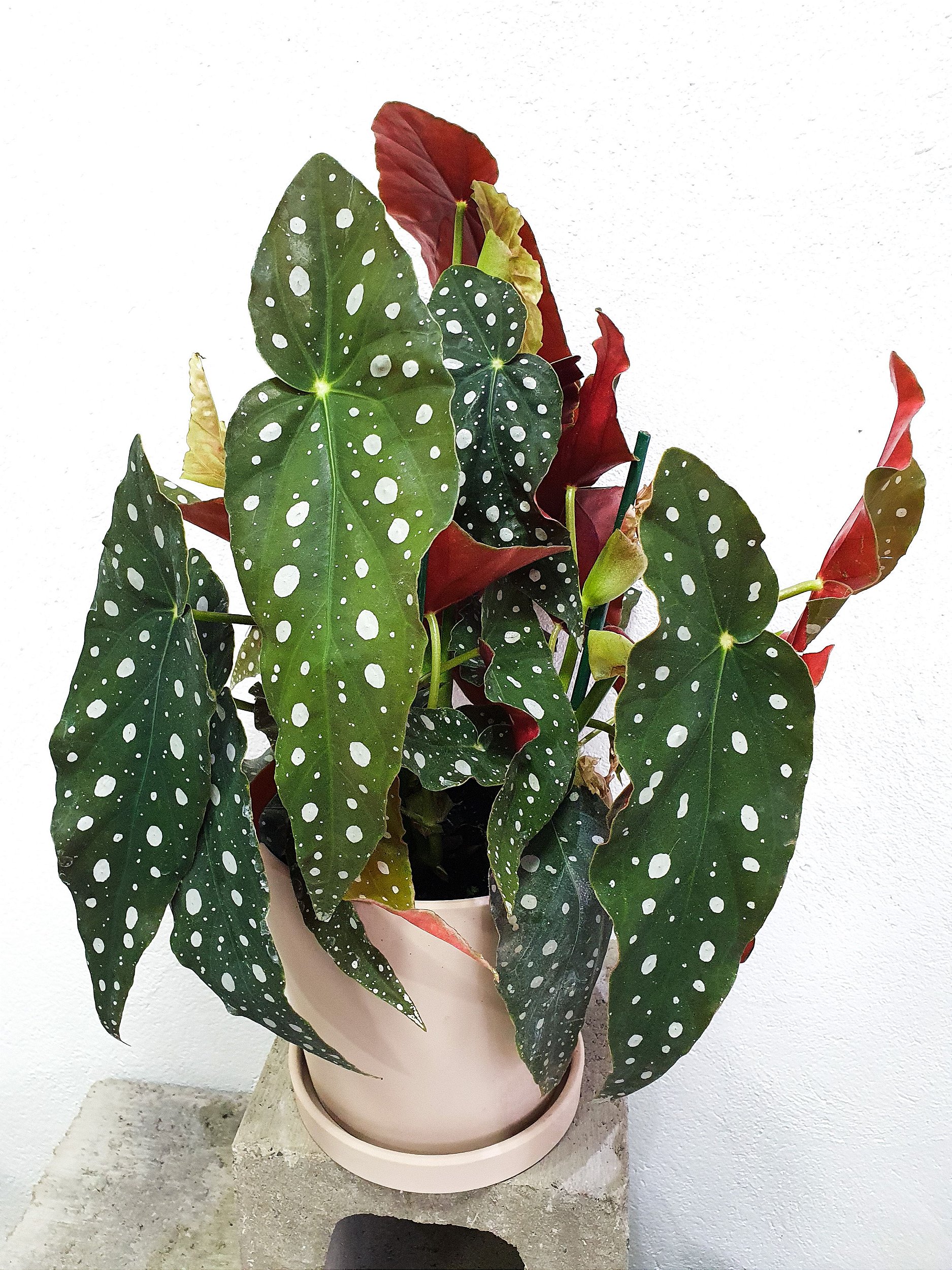 Begônia maculata propagação