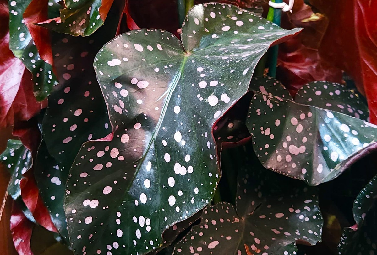 begonia mari