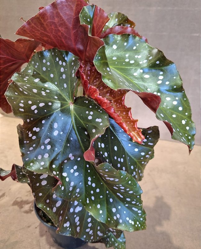 begonia mari como cuidar em apartamento