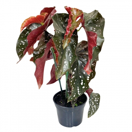 erros comuns ao regar begonia mari