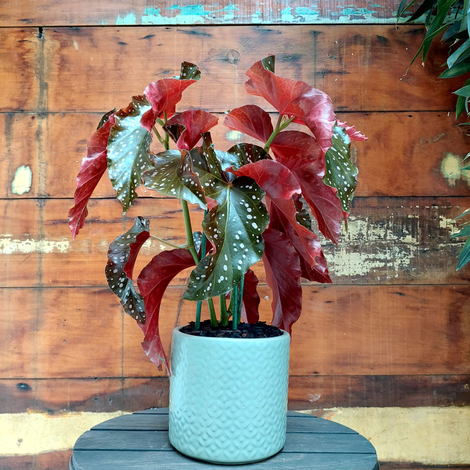 begonia mari vs begonia maculata diferença