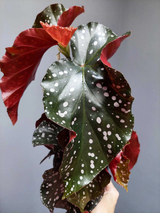 preço begonia mari muda pequena