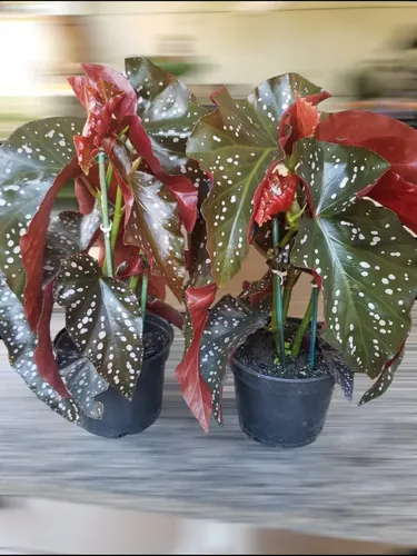 begonia mari folha com pintas brancas