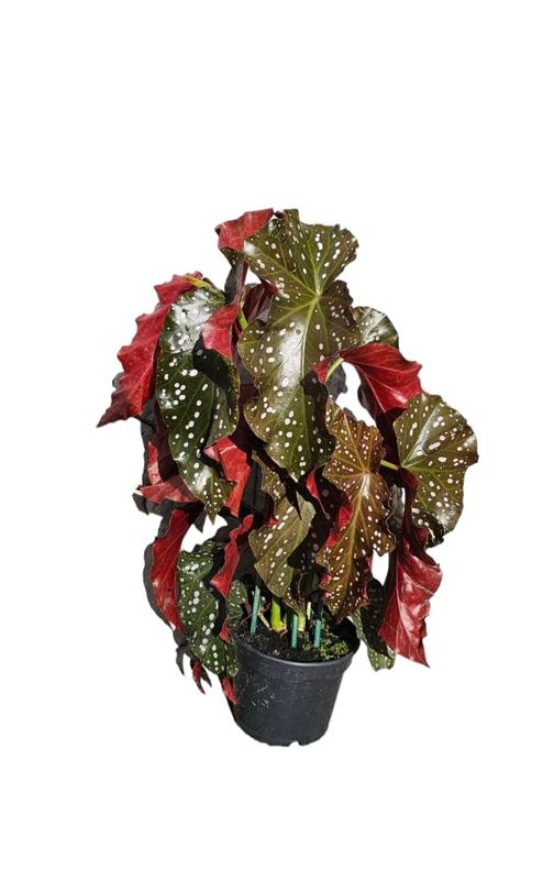 begonia mari
