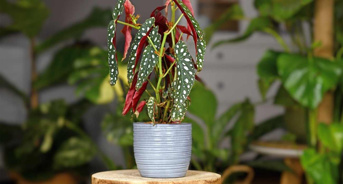 erros comuns ao regar begonia mari