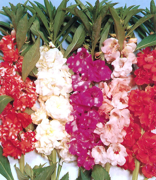 Flores cristalizadas