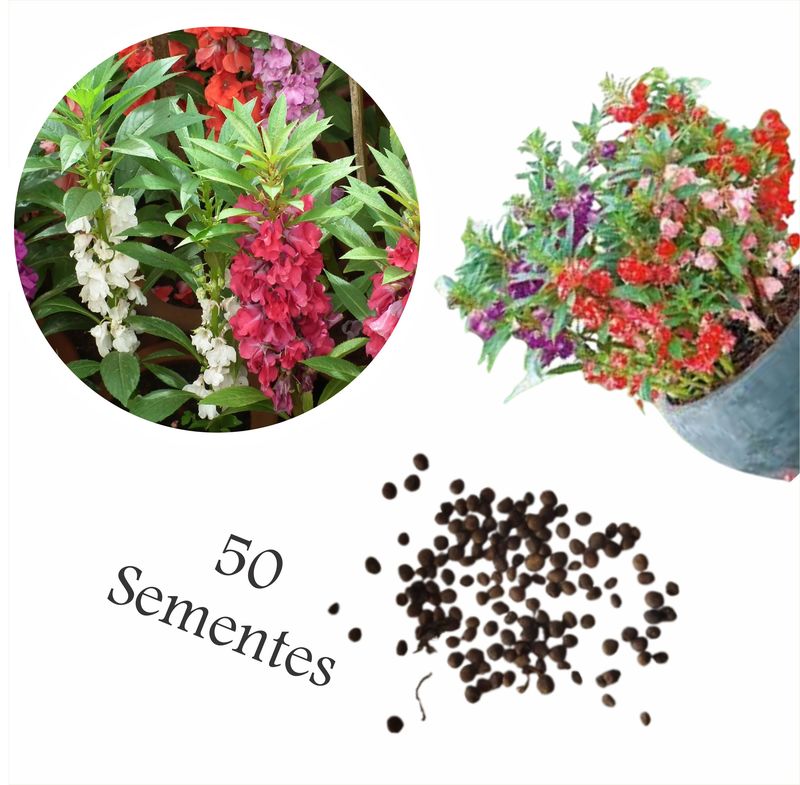 Sementes de flores que explodem