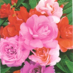 Cultivo de flores anuais