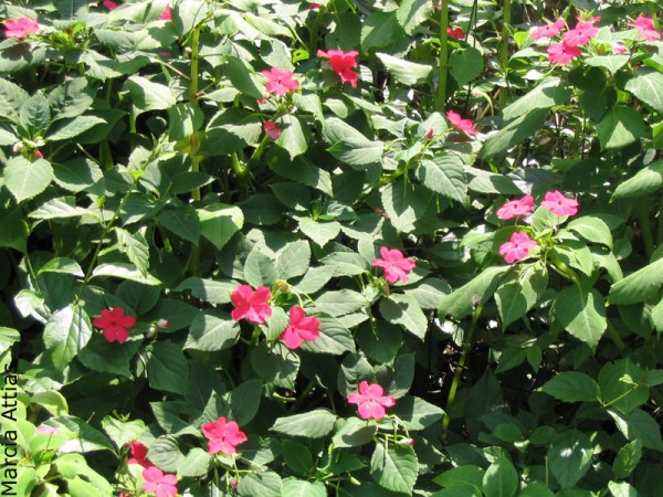 Flores cristalizadas