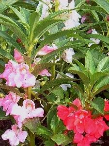Flor comestível