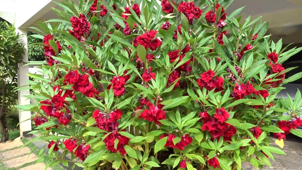 Cultivo de flores anuais