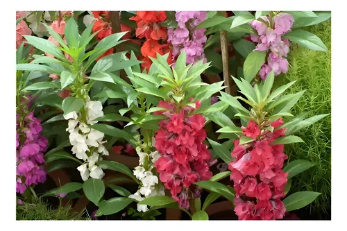 Jardim ornamental