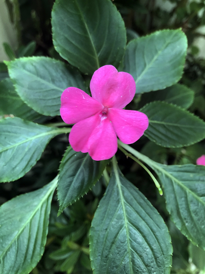 Combinações de cores para jardim com beijo turco