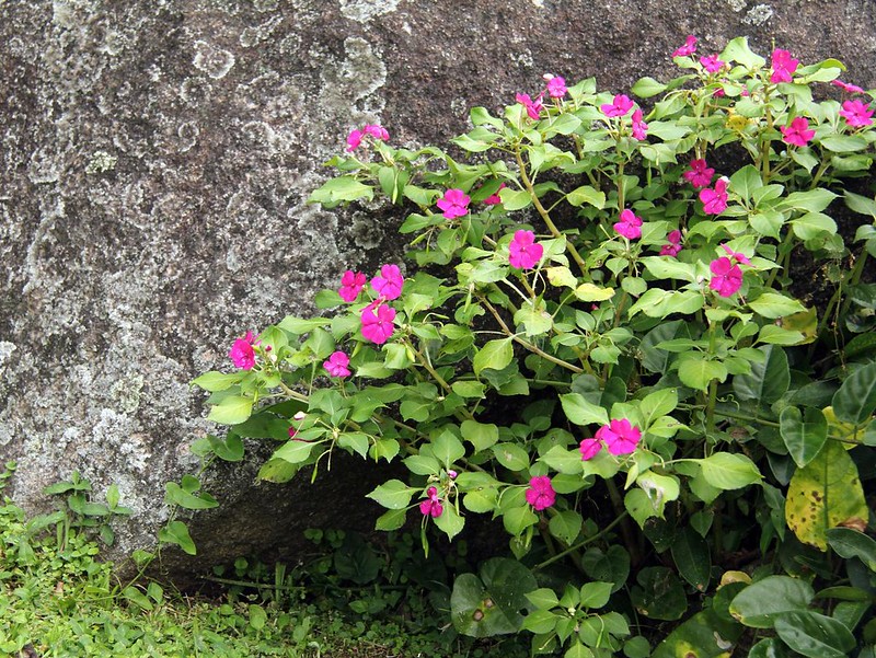 Cuidados com Impatiens walleriana em vasos