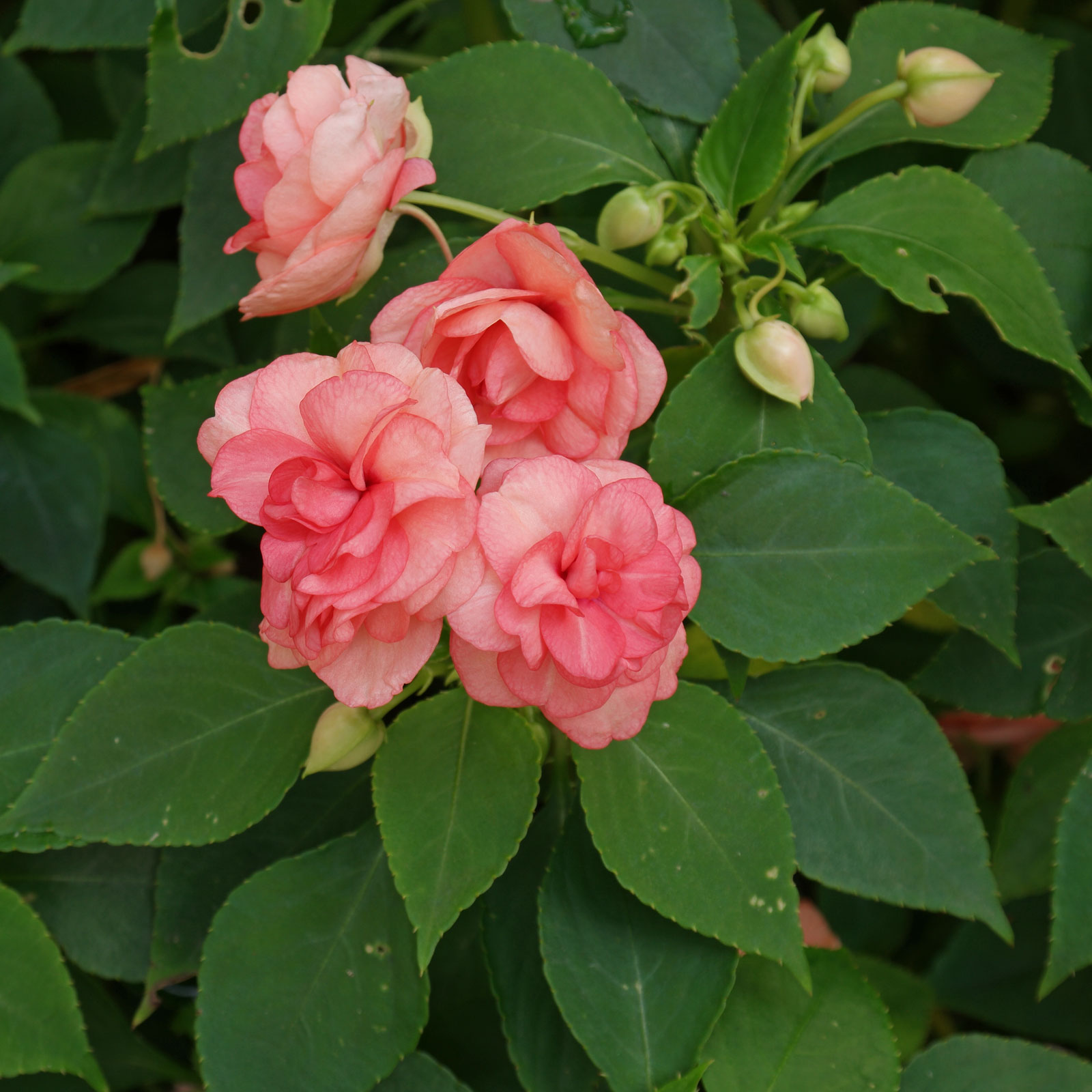 Sunpatiens cuidados e cultivo