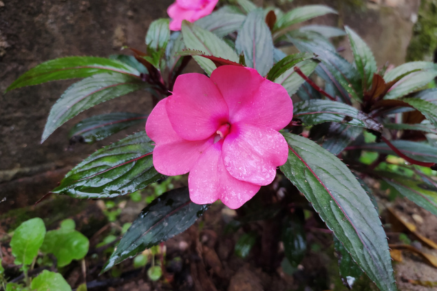 Combinações de cores para jardim com beijo turco